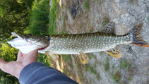 foto/diskuze/z_lovu/2016/th-img121637.jpg