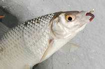 Marmyška