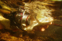 DAIWA BALLISTIC SH