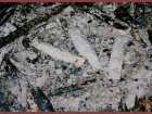 foto/forum/2006/th-img1034.jpg