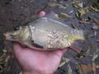 foto/forum/2006/th-img1136.jpg