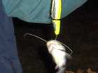 foto/forum/2006/th-img187.jpg