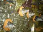 foto/forum/2006/th-img193.jpg