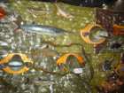 foto/forum/2006/th-img197.jpg