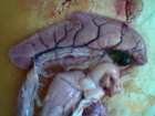 foto/forum/2006/th-img23.jpg