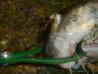 foto/forum/2006/th-img525.jpg