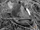 foto/forum/2007/th-img2202.jpg