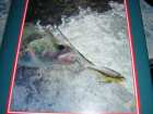 foto/forum/2007/th-img2216.jpg
