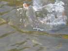 foto/forum/2007/th-img2638.jpg