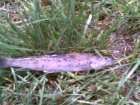 foto/forum/2008/th-img4153.jpg
