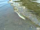 foto/forum/2008/th-img4476.jpg