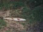 foto/forum/2008/th-img4648.jpg