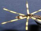 foto/forum/2008/th-img4666.jpg