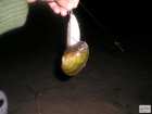 foto/forum/2008/th-img5184.jpg