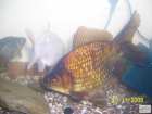 foto/forum/2008/th-img6022.jpg
