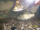 foto/forum/2008/th-img6029.jpg