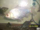foto/forum/2008/th-img6030.jpg