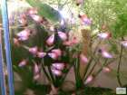 foto/forum/2008/th-img6074.jpg
