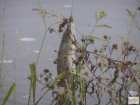 foto/forum/2008/th-img6144.jpg
