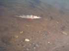 foto/forum/2008/th-img6386.jpg