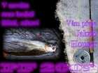 foto/forum/2008/th-img6619.jpg