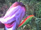 foto/forum/2009/th-img10361.jpg