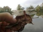 foto/forum/2009/th-img10462.jpg