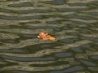 foto/forum/2009/th-img10522.jpg