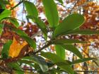 foto/forum/2009/th-img10843.jpg