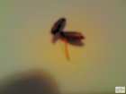 foto/forum/2009/th-img6865.jpg