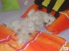 foto/forum/2009/th-img6945.jpg