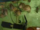 foto/forum/2009/th-img7223.jpg