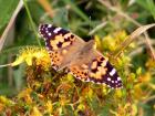 foto/forum/2010/th-img12148.jpg