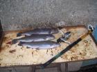 foto/forum/2010/th-img12221.jpg