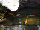 foto/forum/2010/th-img12594.jpg