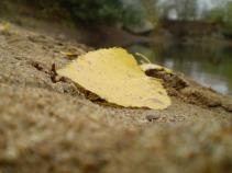 foto/forum/2010/th-img12947.jpg