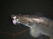 foto/forum/2010/th-img12978.jpg