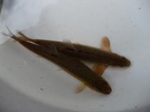 foto/forum/2010/th-img12996.jpg