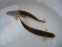 foto/forum/2010/th-img12998.jpg