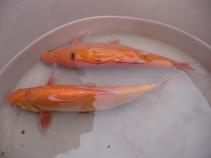 foto/forum/2010/th-img13004.jpg