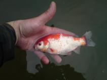 foto/forum/2010/th-img13009.jpg
