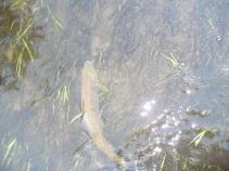foto/forum/2010/th-img13098.jpg