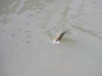 foto/forum/2010/th-img13110.jpg