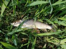 foto/forum/2010/th-img13111.jpg