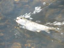 foto/forum/2010/th-img13115.jpg
