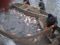 foto/forum/2010/th-img13152.jpg