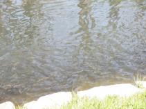 foto/forum/2010/th-img13173.jpg