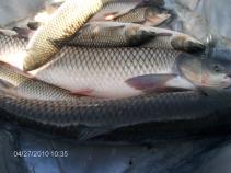 foto/forum/2010/th-img13198.jpg