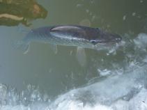 foto/forum/2010/th-img13303.jpg