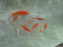 foto/forum/2010/th-img13337.jpg
